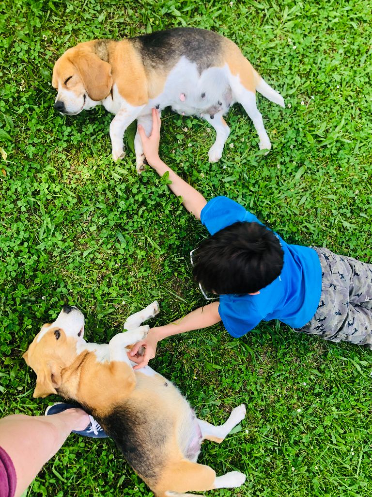 Bientôt des chiots de Toscane du Moulin de champiré 