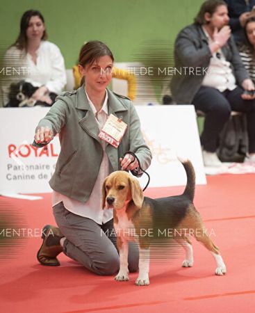 Retour de l'exposition canine de Balma Toulouse 