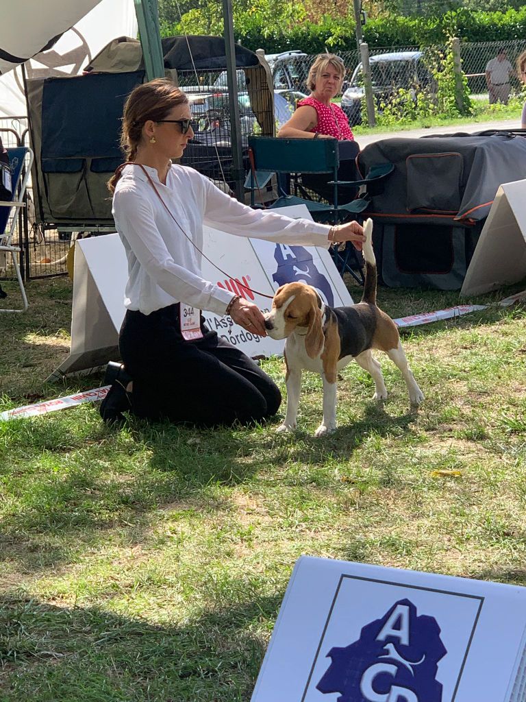 Expositions Canines Sorges et Ligeux en Périgord 07 septembre 2025