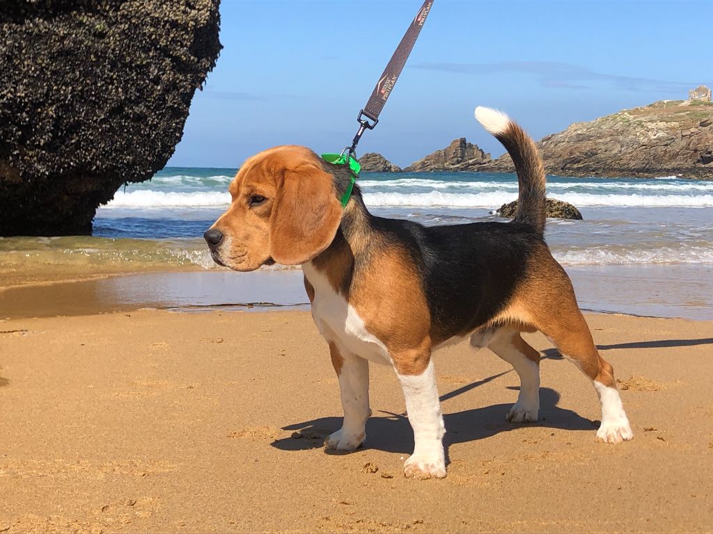 Nos Beagles adultes