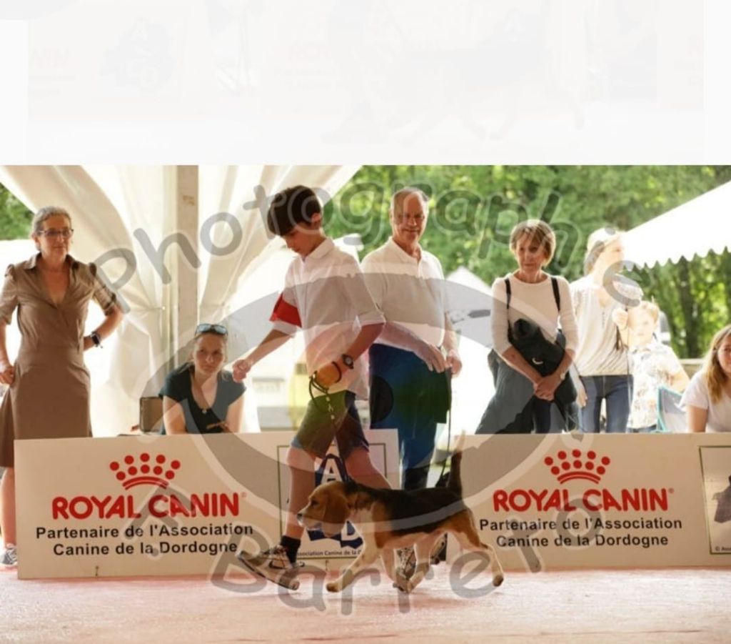 Expositions Canines