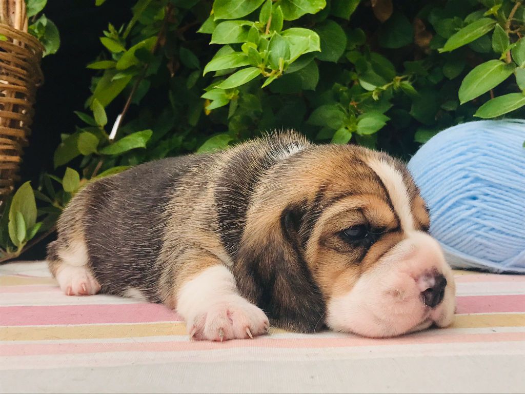 Des Chants Du Moulin - Chiots disponibles - Beagle