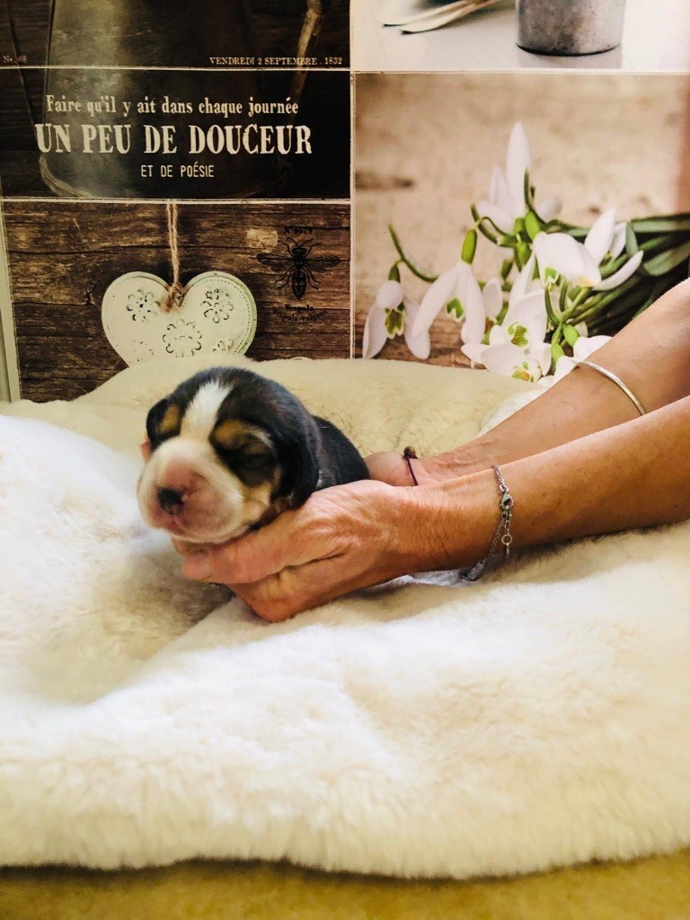 Des Chants Du Moulin - Chiots disponibles - Beagle
