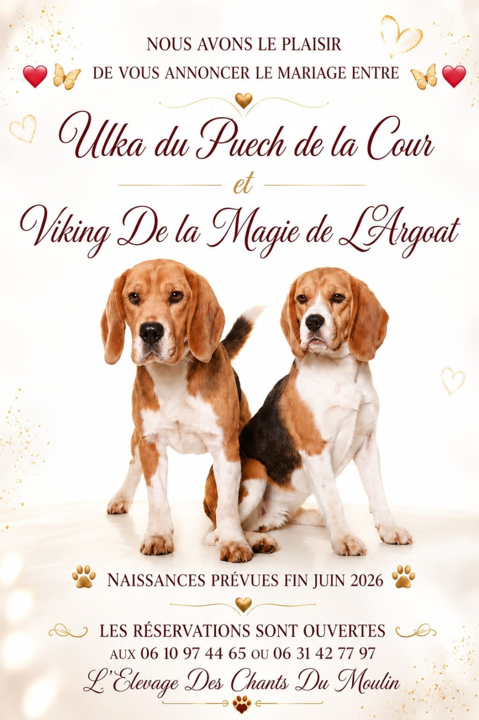 Chiot Beagle Des Chants Du Moulin