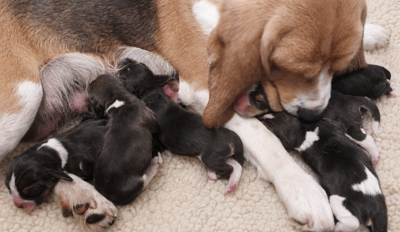 Des Chants Du Moulin - Chiots disponibles - Beagle