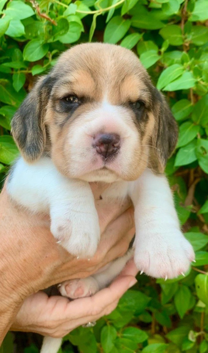 Des Chants Du Moulin - Chiots disponibles - Beagle