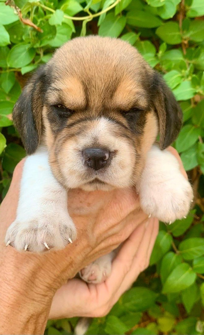 Des Chants Du Moulin - Chiots disponibles - Beagle