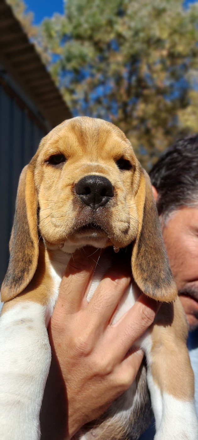 Des Chants Du Moulin - Chiots disponibles - Beagle