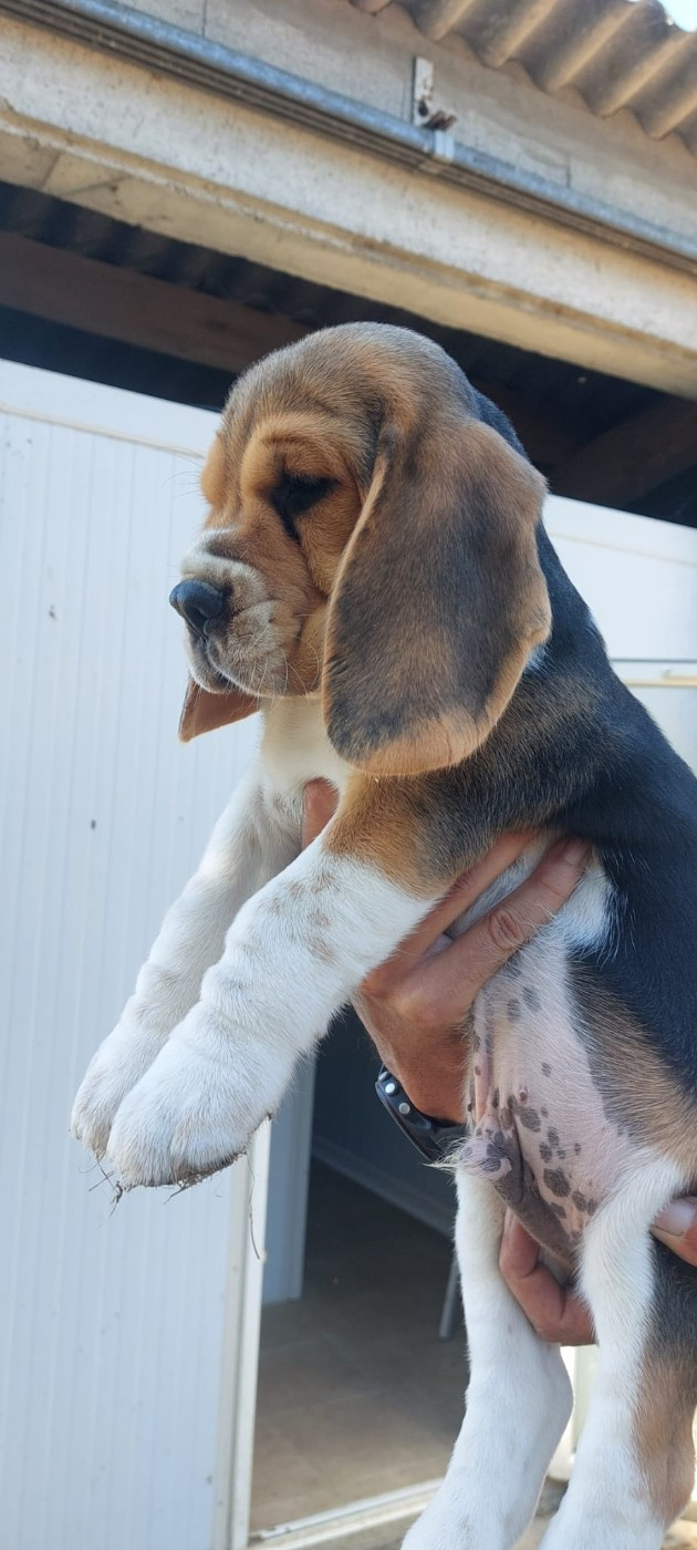 Des Chants Du Moulin - Chiots disponibles - Beagle