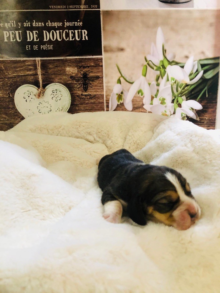 Des Chants Du Moulin - Chiots disponibles - Beagle