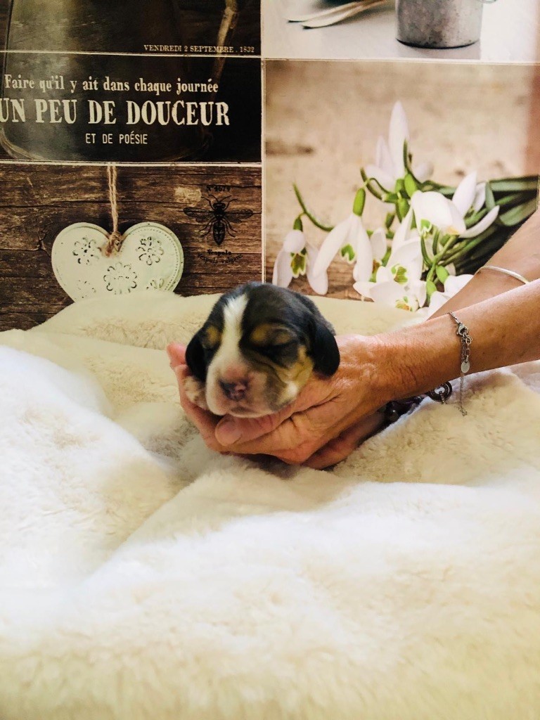 Des Chants Du Moulin - Chiots disponibles - Beagle