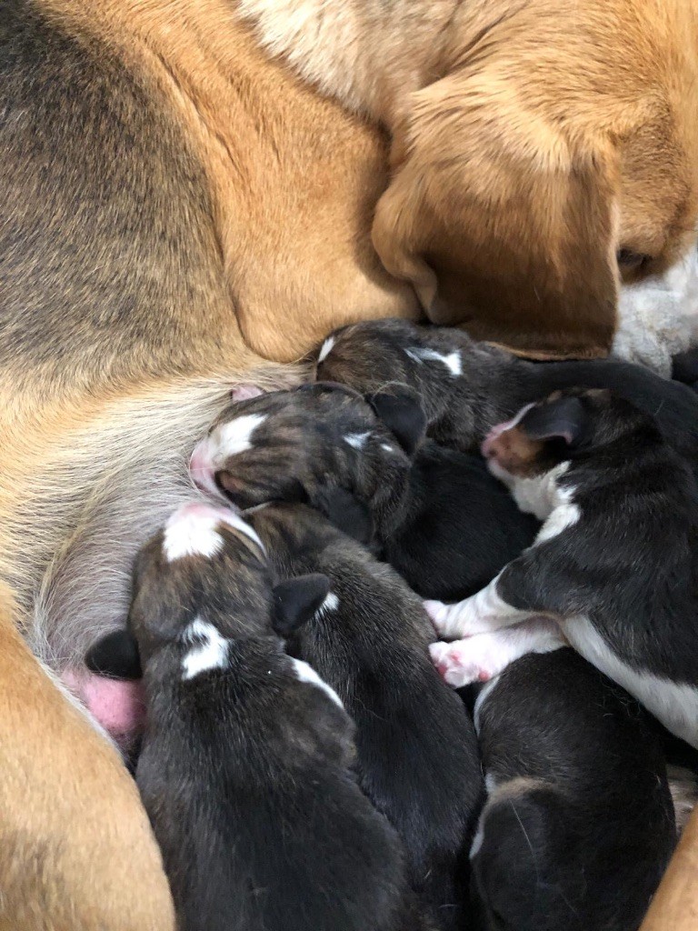 Chiot Beagle Des Chants Du Moulin