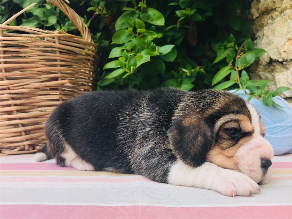 Des Chants Du Moulin - Chiots disponibles - Beagle