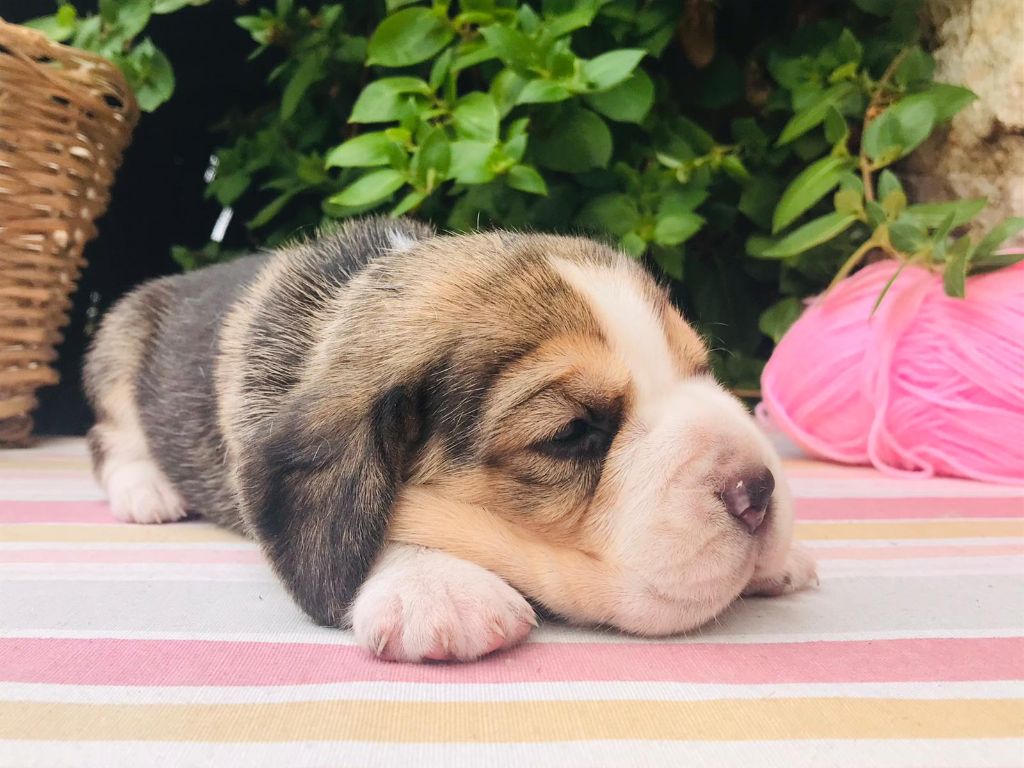 Des Chants Du Moulin - Chiots disponibles - Beagle