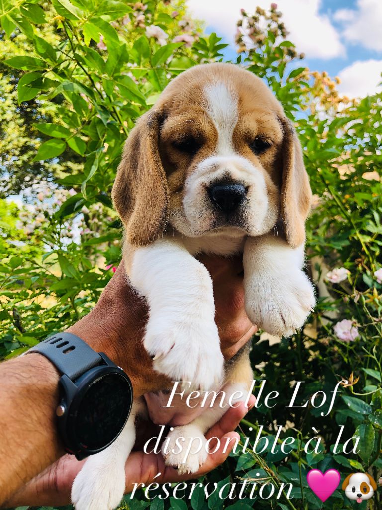 Des Chants Du Moulin - Chiots disponibles - Beagle