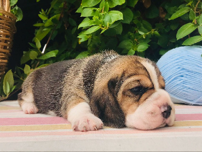 CHIOT 3