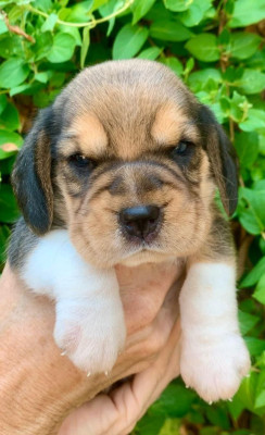 Chiot N°1