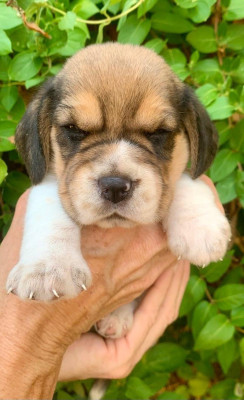 Chiot N°3