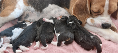 Chiot N°3