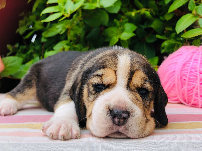 CHIOT 6
