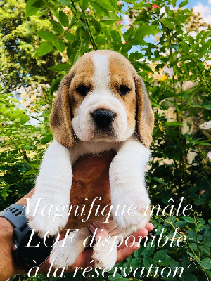CHIOT 3