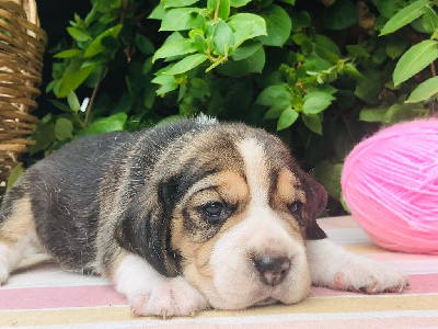 CHIOT 7