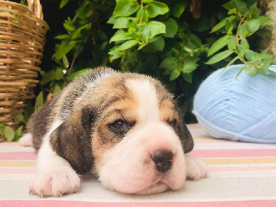 CHIOT 1
