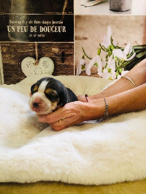 CHIOT 5