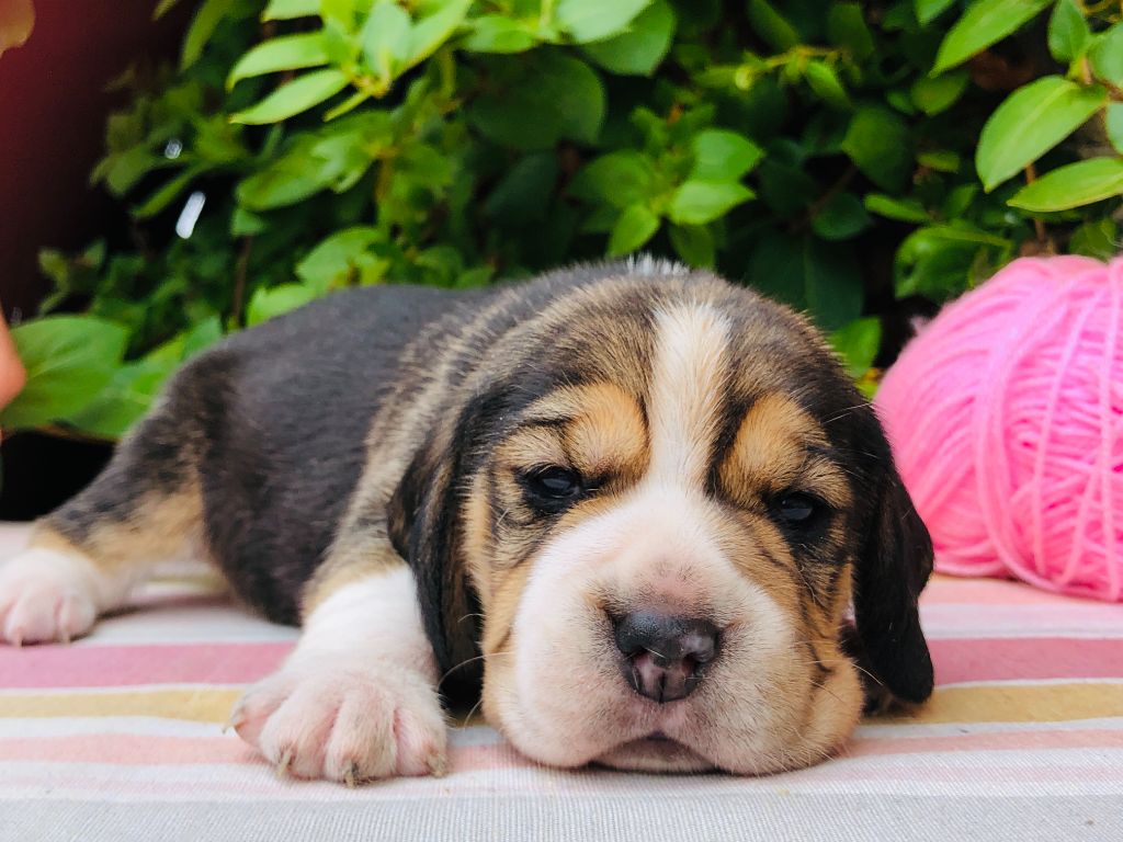 Des Chants Du Moulin - Chiots disponibles - Beagle