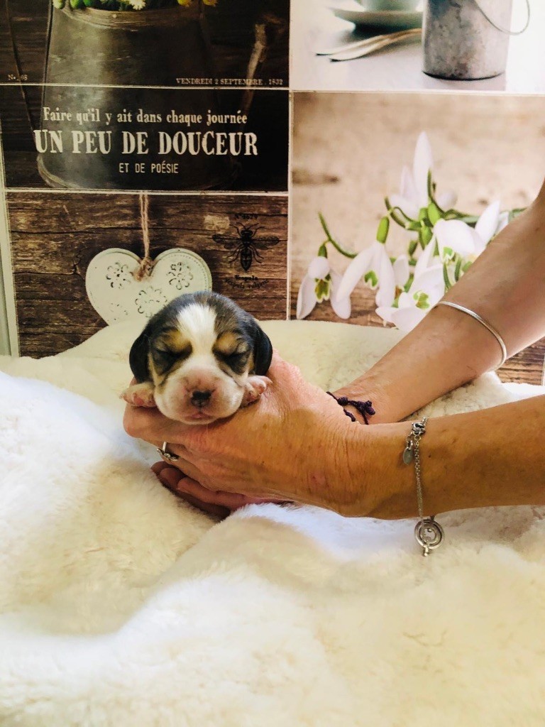 Des Chants Du Moulin - Chiots disponibles - Beagle