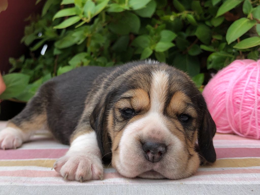 Des Chants Du Moulin - Chiots disponibles - Beagle